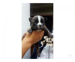 Se venden Buldog Frances