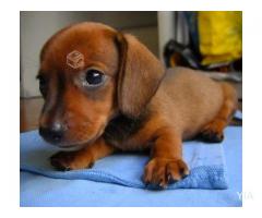 Excelentes Cachorros Salchichas (Dachshund)