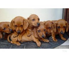 Excelentes Cachorros Salchichas (Dachshund)