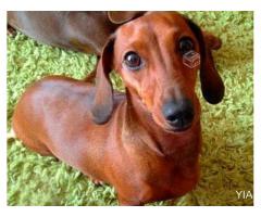 Excelentes Cachorros Salchichas (Dachshund)