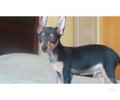 Pinscher dobberman miniaturas