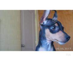 Pinscher dobberman miniaturas