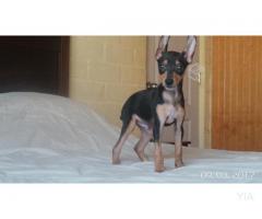 Pinscher dobberman miniaturas