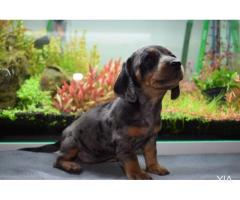 perro salchicha, Dachshund arlequin chocolate y plata