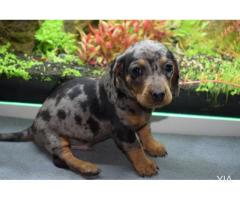 perro salchicha, Dachshund arlequin chocolate y plata