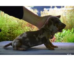 perro salchicha, Dachshund arlequin chocolate y plata