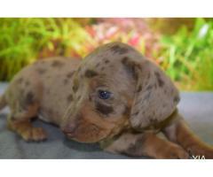 perro salchicha, Dachshund arlequin chocolate y plata