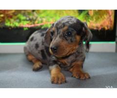 perro salchicha, Dachshund arlequin chocolate y plata