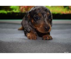 perro salchicha, Dachshund arlequin chocolate y plata