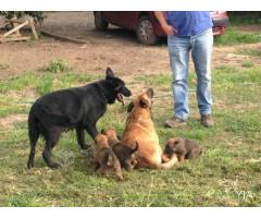 Cachorros para proteccion de parcelas y empresas