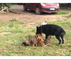 Cachorros para proteccion de parcelas y empresas