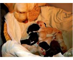 Cachorros Labrador, PADRE INSCRITO