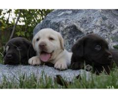 Cachorros Labrador, PADRE INSCRITO