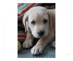 Cachorros Labrador, PADRE INSCRITO