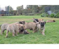 Cachorros Bullmastiff