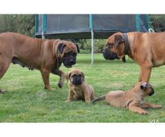 Cachorros Bullmastiff