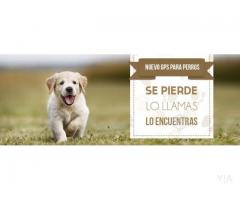 GPS para perros UBICADOG