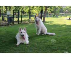 Cachorros Pastor Blanco Suizo Inscritos