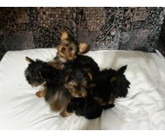 Cachorros Yorshire Terrier