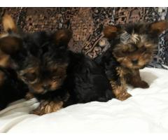 Cachorros Yorshire Terrier