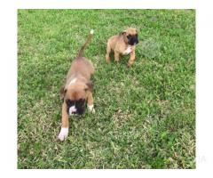 Perros Boxer Americano