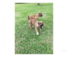 Perros Boxer Americano