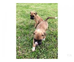 Perros Boxer Americano