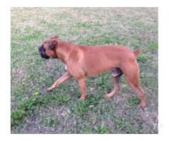 Perros Boxer Americano