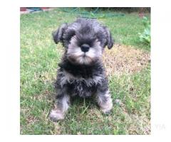 Ultimo schnauzer miniatura hembra