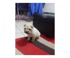 Sharpei cachorros