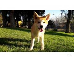 Akita inu inscritos