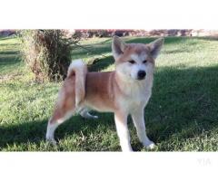 Akita inu inscritos