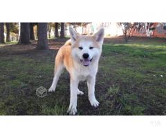 Akita inu inscritos