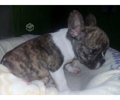 Cachorros bulldog frances