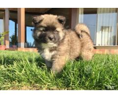 Cachorros Akita Americano