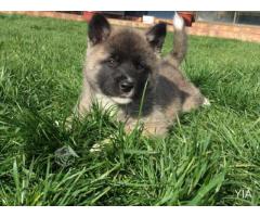 Cachorros Akita Americano