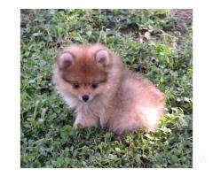 12 semanas cachorros Pomeranian para adopción