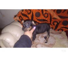 Pinscher miniatura hembra