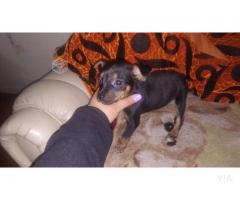 Pinscher miniatura hembra