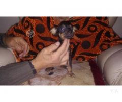 Pinscher miniatura hembra