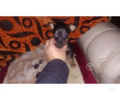 Pinscher miniatura hembra