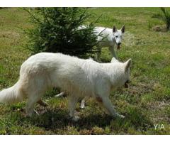 Cachorros pastor blanco Suizo