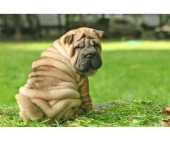 shar pei