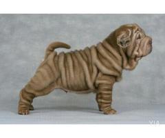 shar pei