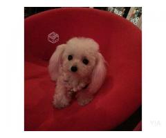 Maravillosos Poodle Micro Toy Las Condes