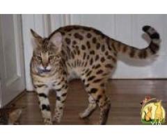 Ocelotes, servals, caracals y otros gatitos disponibles