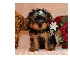 CACHORROS TOY , DE YORKSHIRE TERRIER,