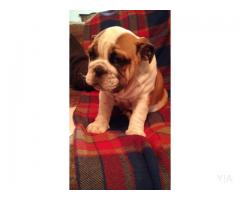 Venta de bulldog ingles