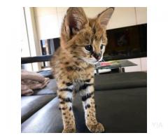 Gatitos Savannah y Caracal, Serval disponible