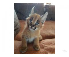 Gatitos Savannah y Caracal, Serval disponible